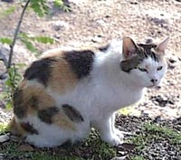 Japanese Bobtail Cat Breed