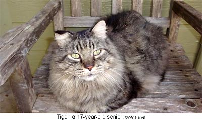 Tiger, a 17-year-old senior cat